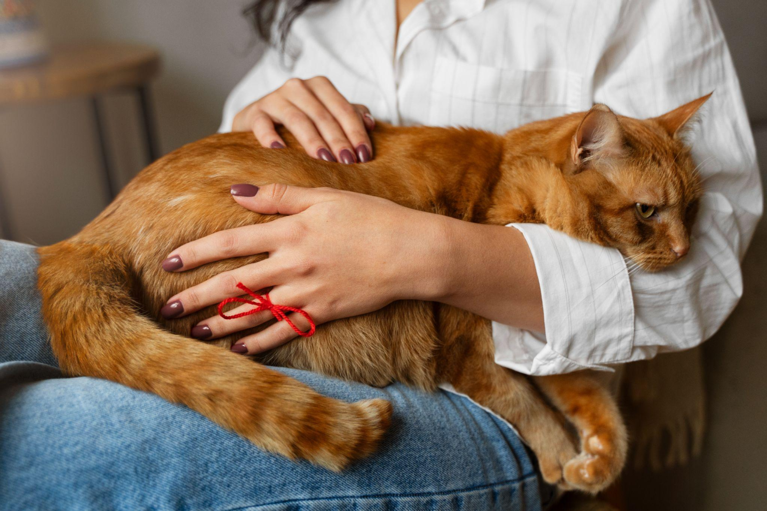 The Ultimate Cat Care Guide for First-Time Owners