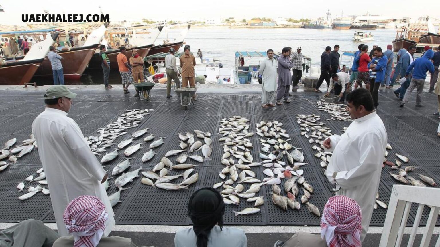 Ajman Fish Market