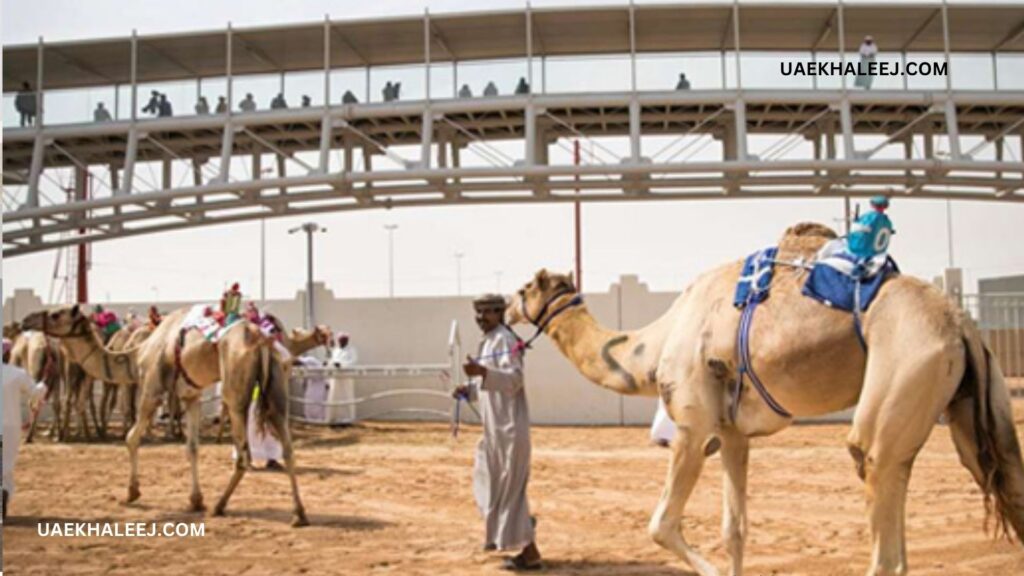 The Wathba Camel Race Track